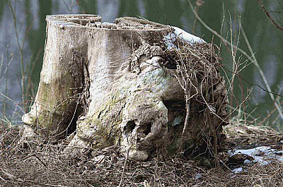 Skull-Stump