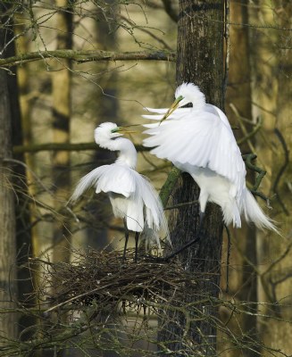 Egrets