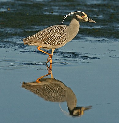 Reflections from Ding Darling NWR