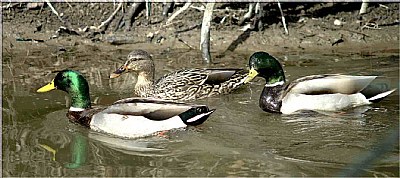 3 Ducks