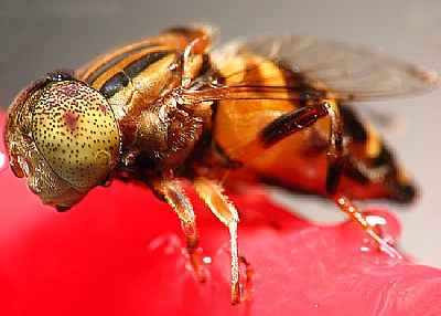 Fruit Fly