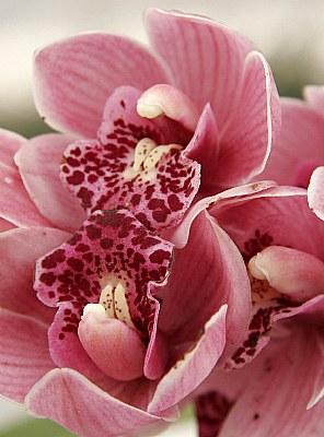 ::Orchid::