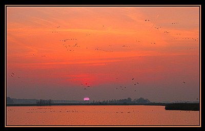 Birds Flight