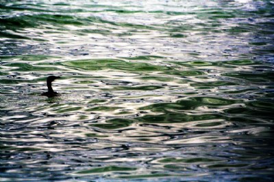 Cormorano (closer)