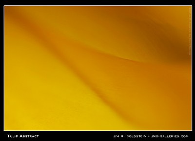 Tulip Abstract