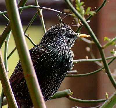 starling