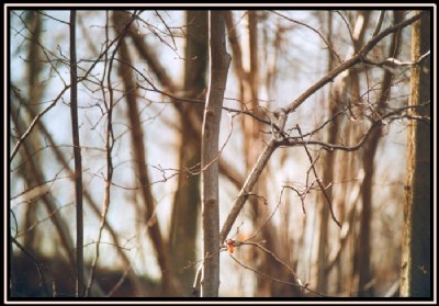 Young tree, so old