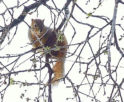 Squirrel in the Flood