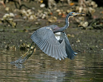 Tricolored Heron