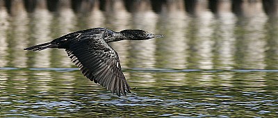 Cormorant in Flight