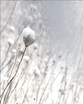 Weeds in Winter2