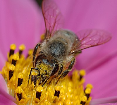 Bee And Pink