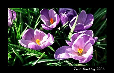 Purple Flowers