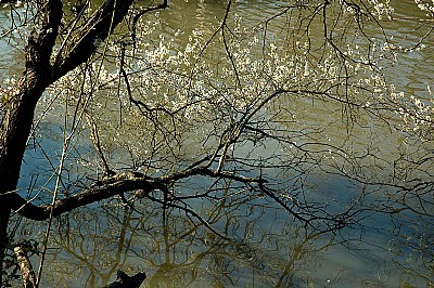 Spring Over the Pond