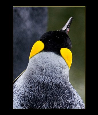 pinguin