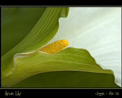 Arum Lily