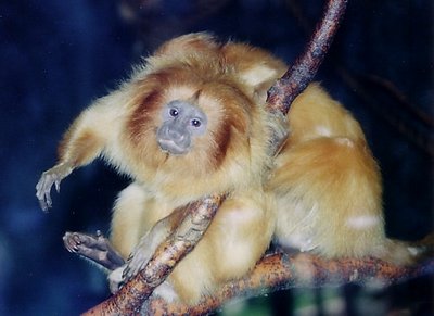 Golden Lion Tamarins