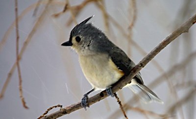 Chilly Titmouse