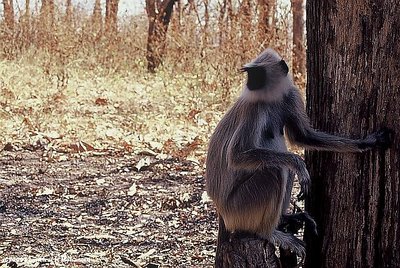 Langur