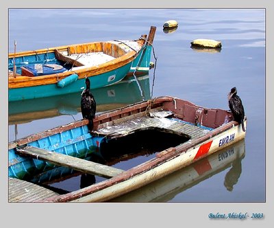 Boats and birds