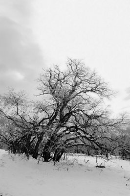 Tree in Snow 1