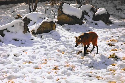 Chrysocyon brachyurus