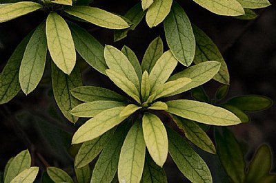 leaves