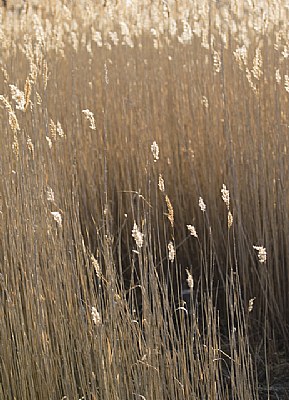 Marsh Grass