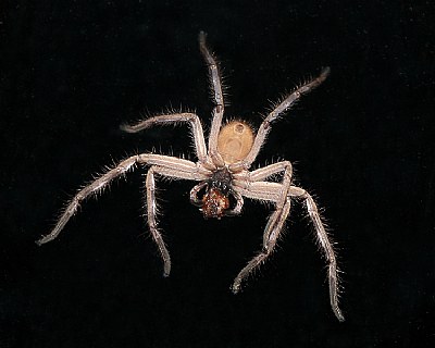 Huntsman on My Kitchen Window.