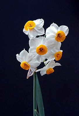 Narcissi, a bouquet on a stem