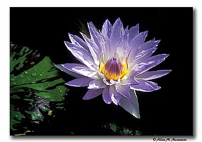 Day-flowering Waterlily