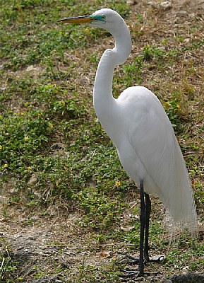 Egret