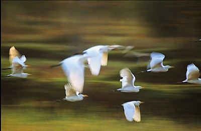 EGRETS FLYING