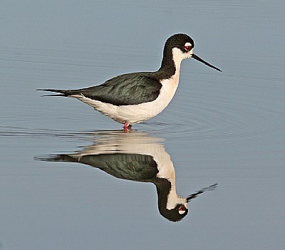 Black-necked Stilt Reflection