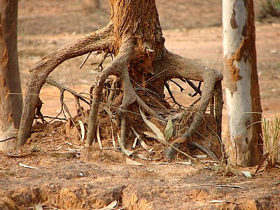 Biting The Soil