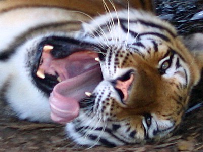 Yawning Tiger