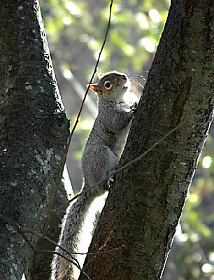 backlit squirrel