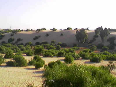 green desert