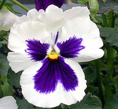 white pansy