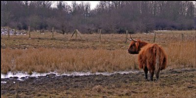  a duck and bull story