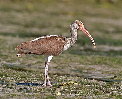 Inmature White Ibis