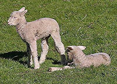 New Born Lambs