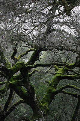 Old Moss Covered Oak