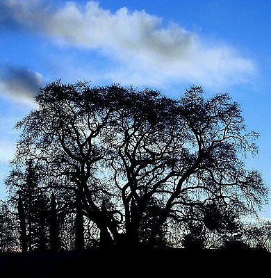 Oak Dawn