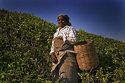 Tea Plantation Woman