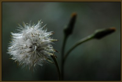 Back Yard- A life cycle