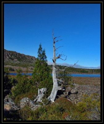 Pencil Pine Trunk