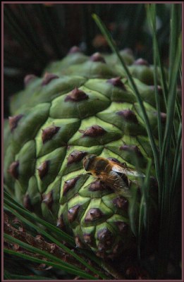 Back Yard- Young pine cone