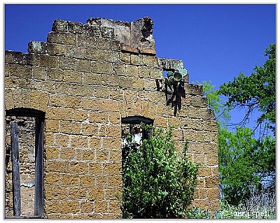 Cactus in a windoe