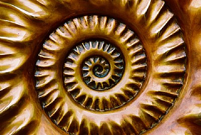 Ammonite Fossil  -2